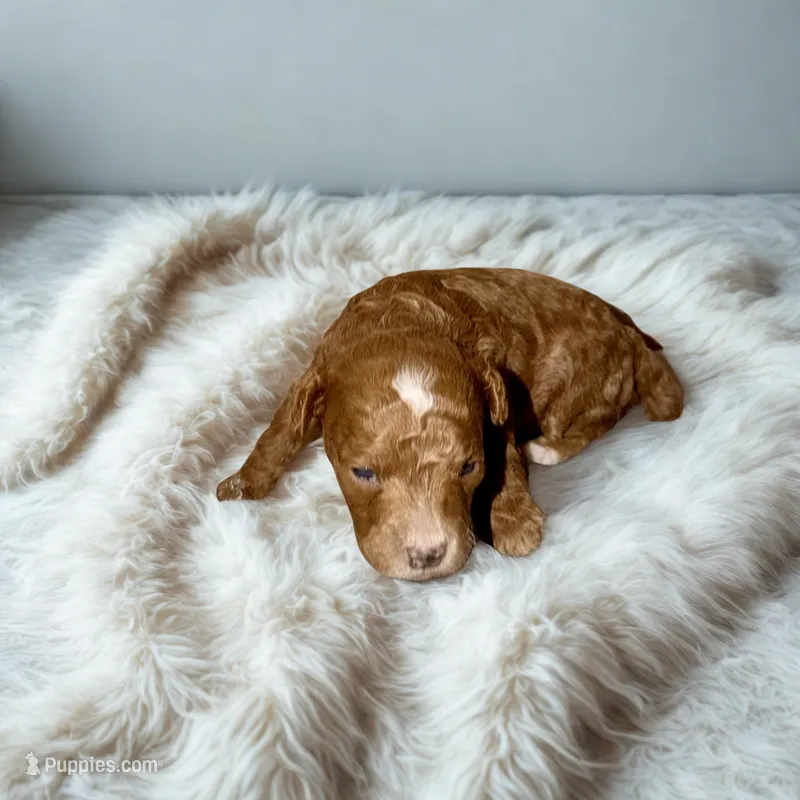 Atlas – Poodle - Miniature  puppy for sale in Bells, TX