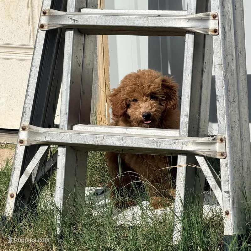 Harry – Poodle - Miniature  puppy for sale in Bells, TX