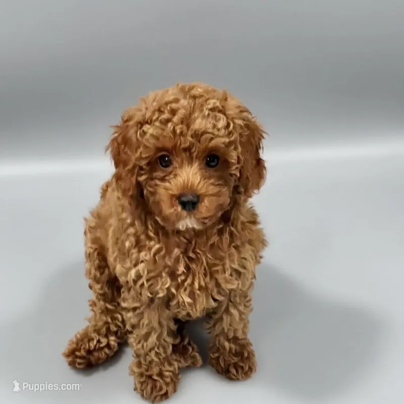Biscuit – Poodle - Miniature  puppy for sale in Bells, TX