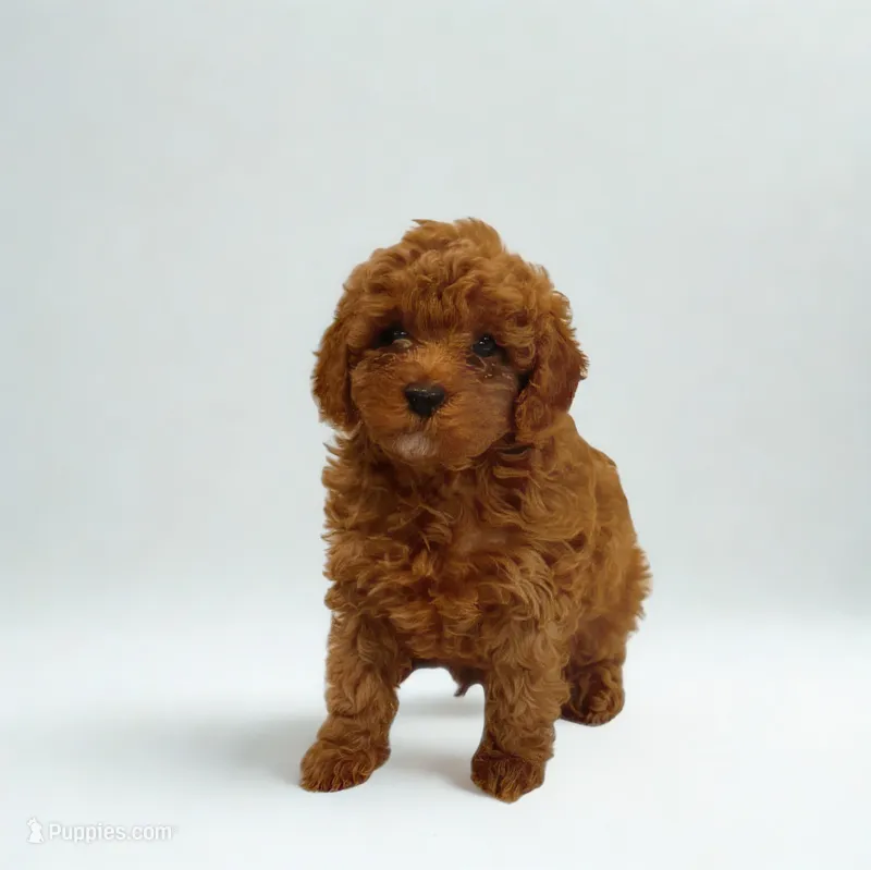 Biscuit – Poodle - Miniature  puppy for sale in Bells, TX