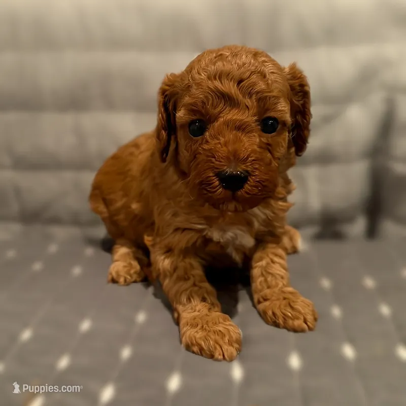 Susan – Poodle - Toy  puppy for sale in Bells, TX