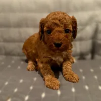 Susan, a female Poodle - Toy  for sale in Bells, TX – 1 of 1