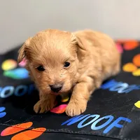 Tinker Bell, a female Pomapoo for sale in Bells, TX – 5 of 6