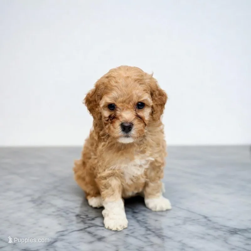 Willow or Socks – Miniature Goldendoodle puppy for sale in Bells, TX