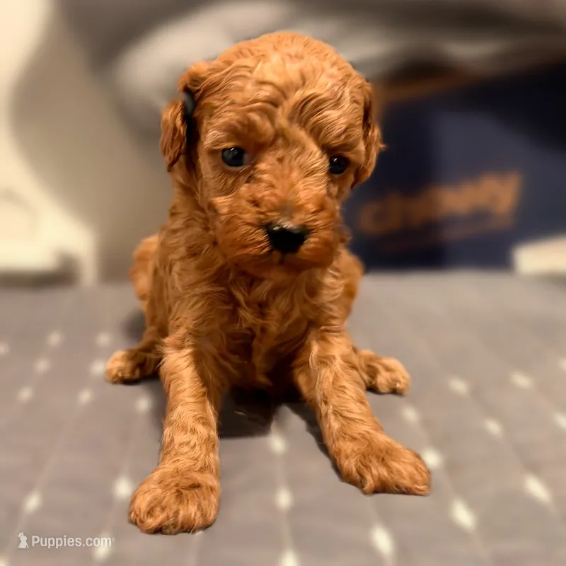 Caspian – Poodle - Toy  puppy for sale in Bells, TX