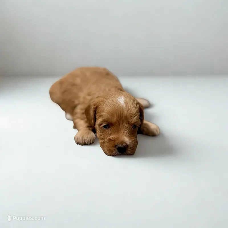 Luna – Maltipoo puppy for sale in Bells, TX