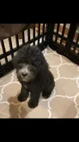 Bentley, a male Poodle - Standard  for sale in Hattiesburg, MS – 2 of 2