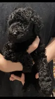 Bailee2, a female Poodle - Standard  for sale in Gulfport, MS – 2 of 2