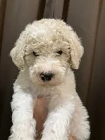 Penny1, a female Poodle - Standard  for sale in Covington, LA – Photo 2 of 3