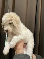 Penny1, a female Poodle - Standard  for sale in Covington, LA – Photo 3 of 3