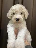 Penny1, a female Poodle - Standard  for sale in Covington, LA – Photo 1 of 3