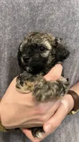 Max, a male Poodle - Toy  for sale in Gulfport, MS – 2 of 3