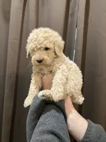 processed/173b0a17-d7e7-4ff7-b00e-2d81eef60889/listing/74b52b77-7985-4d41-bd3b-7c0a0bde7e11/4a580d52-bd6d-4de2-9852-1aa9be2bc45f