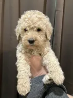 processed/173b0a17-d7e7-4ff7-b00e-2d81eef60889/listing/74b52b77-7985-4d41-bd3b-7c0a0bde7e11/b293012d-6ceb-4ce7-82b9-ce95c9490d76