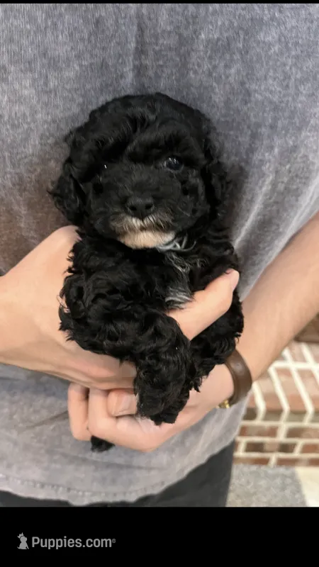 Marni – Poodle - Toy  puppy for sale in Gulfport, MS