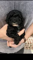 Marni, a female Poodle - Toy  for sale in Gulfport, MS – 1 of 2
