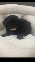 Marni, a female Poodle - Toy  for sale in Gulfport, MS – 2 of 2