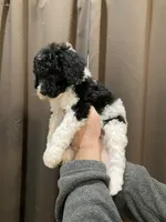 Bentley2, a male Poodle - Standard  for sale in Covington, LA – Photo 1 of 3