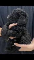 Bentley, a male Poodle - Standard  for sale in Gulfport, MS – 2 of 2