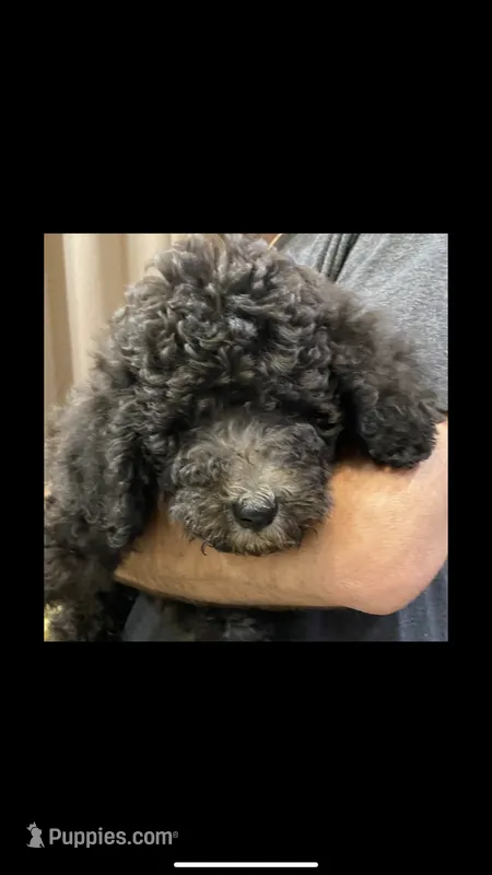 Bentley – Poodle - Standard  puppy for sale in Hattiesburg, MS