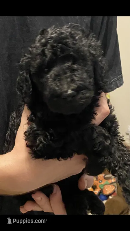 Bailee2 – Poodle - Standard  puppy for sale in Gulfport, MS