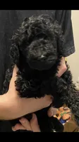 Bailee2, a female Poodle - Standard  for sale in Gulfport, MS – 1 of 2