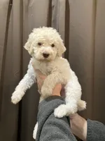 processed/173b0a17-d7e7-4ff7-b00e-2d81eef60889/listing/cfba1972-63b3-430b-a6eb-fa9a63b01880/4c6963fa-b80c-4edf-809a-cc62d5d94e0a