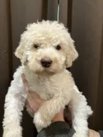 processed/173b0a17-d7e7-4ff7-b00e-2d81eef60889/listing/cfba1972-63b3-430b-a6eb-fa9a63b01880/8a7fd4cb-6f6e-42de-bc30-5ab0260a951a