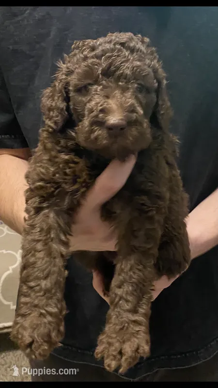 Bailee – Poodle - Standard  puppy for sale in Gulfport, MS