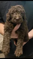 Bailee, a female Poodle - Standard  for sale in Gulfport, MS – 1 of 2