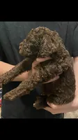 Bailee, a female Poodle - Standard  for sale in Gulfport, MS – 2 of 2