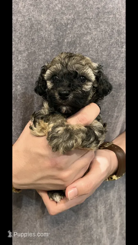 Max – Poodle - Toy  puppy for sale in Gulfport, MS