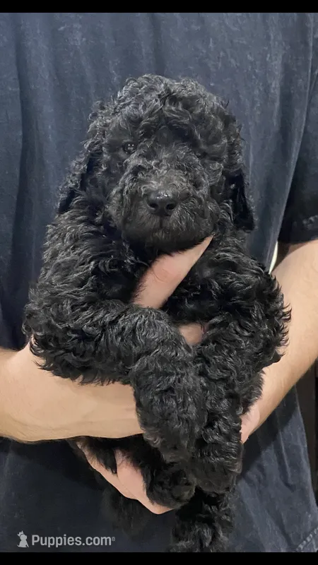 Bentley – Poodle - Standard  puppy for sale in Gulfport, MS