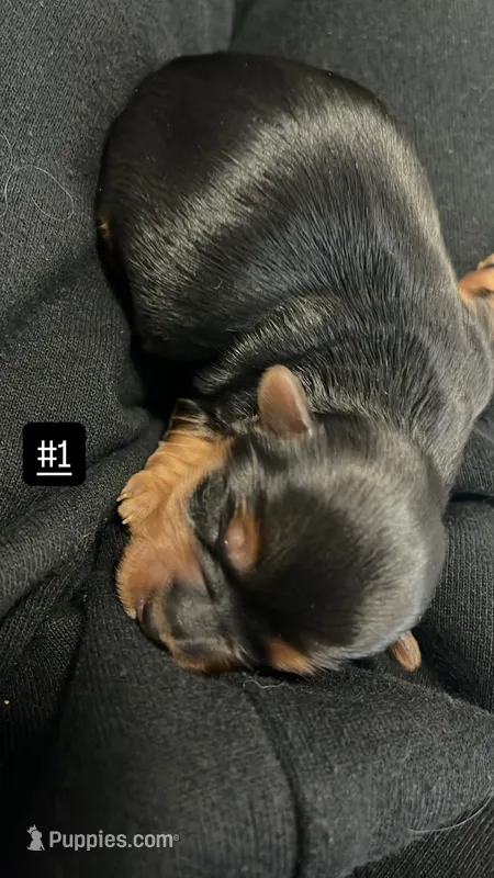 SUMMER – Morkie puppy on hold in Sunrise, FL