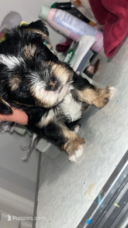 Cookie – Morkie puppy for sale in Sunrise, FL