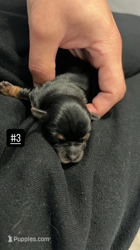 TINY – Morkie puppy for sale in Sunrise, FL