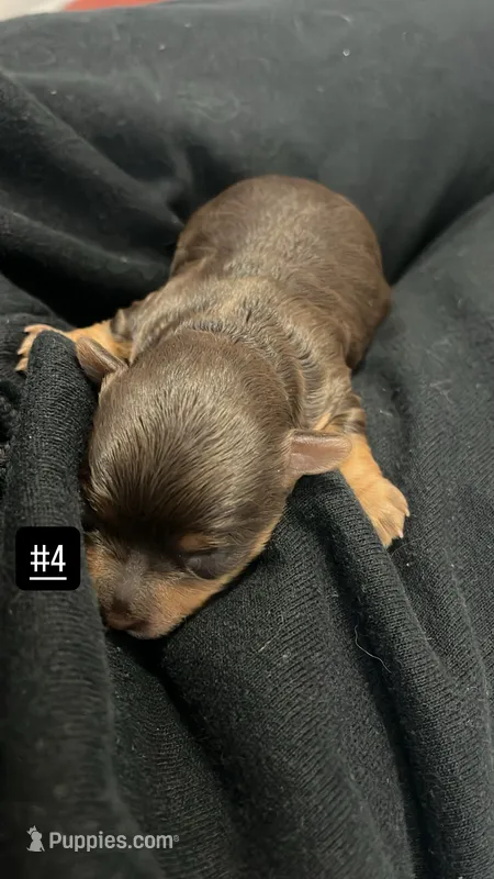 Brownie – Morkie puppy for sale in Sunrise, FL