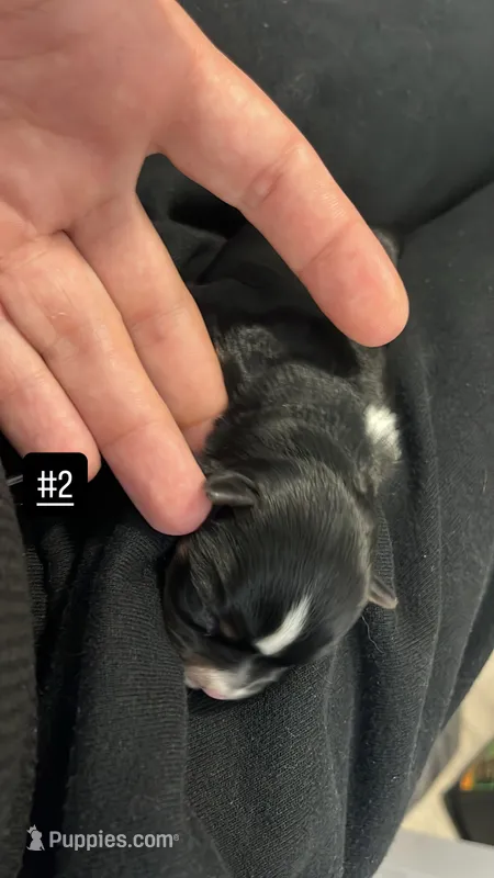 Cookie – Morkie puppy for sale in Sunrise, FL