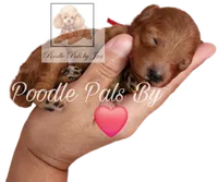 Ms. Zenus, a female Poodle - Toy  for sale in Hartsdale, NY – Photo 1 of 4