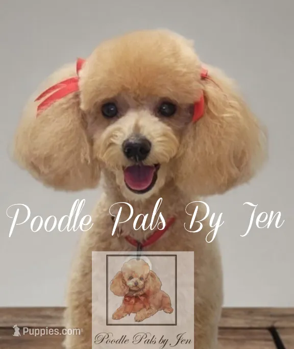 Ms. Zenus, a female Poodle - Toy  for sale in Hartsdale, NY – Photo 4 of 4