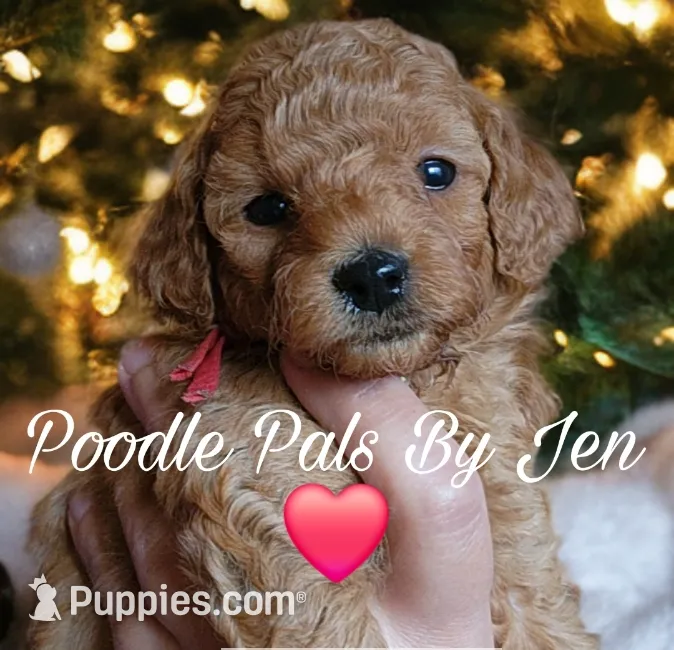 Ms. Zenus, a female Poodle - Toy  for sale in Hartsdale, NY – Photo 2 of 4