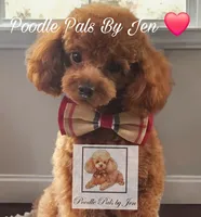 Ms. Zenus, a female Poodle - Toy  for sale in Hartsdale, NY – Photo 3 of 4