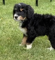 Chip, a male Bernedoodle for sale in Springfield, OH – 3 of 6