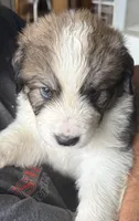 Rudy, a male Bernese Mountain Dog and Great Pyrenees for sale in Springfield, OH – 5 of 10