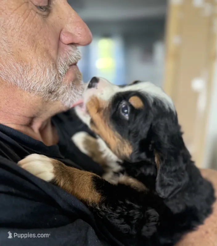 Leia's Brown Boy  – Bernese Mountain Dog puppy for sale in Springfield, OH