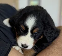 Leia's Lime Girl , a female Bernese Mountain Dog for sale in Springfield, OH – 3 of 6