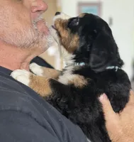 Leia's Aqua Girl, a female Bernese Mountain Dog for sale in Springfield, OH – 4 of 6