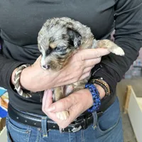 Copper, a male Bernedoodle for sale in Springfield, OH – 3 of 5