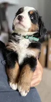 Leia's Green Boy , a male Bernese Mountain Dog for sale in Springfield, OH – 5 of 9
