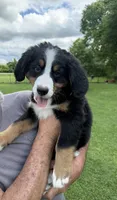 Duke, a male Bernese Mountain Dog for sale in Springfield, OH – 5 of 8